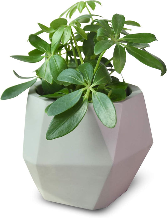 Octa Pot - Essential Line